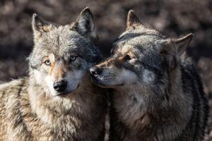 Art Photography Two grey wolf in love, AB Photography, (40 x 26.7 cm)