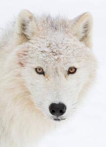 Photography Arctic wolf closeup with snow on, Jim Cumming, (30 x 40 cm)