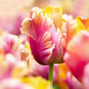 Art Photography Close-up tulips, Helaine Weide, (40 x 40 cm)