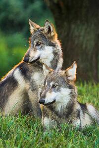 Art Photography Two Gray Wolves (Canis lupus) Indiana, USA, Alex Hibbert, (26.7 x 40 cm)