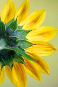 Art Photography Sunflower, dgphotography, (26.7 x 40 cm)