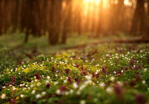 Photography Flowering green forest on sunset ,, kostolom, (40 x 26.7 cm)