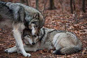 Photography Affectionate Grey Wolves, RamiroMarquezPhotos