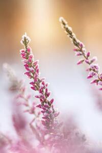 Art Photography Winter background with frosted heather flowers, Eerik, (26.7 x 40 cm)