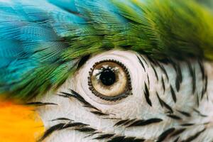 Photography Eye Of Blue-and-yellow Macaw Also Known, bruev, (40 x 26.7 cm)