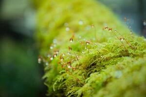 Photography Close-up Moss with the dropped water, Namthip Muanthongthae, (40 x 26.7 cm)