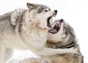 Art Photography Timber wolves play fighting in the snow, Jim Cumming, (40 x 26.7 cm)