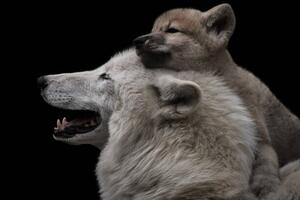Art Photography Mother's love between arctic wolf and, Thomas Marx, (40 x 26.7 cm)