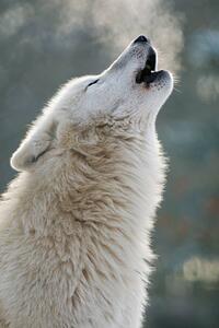 Photography Arctic wolf howling, Raimund Linke, (26.7 x 40 cm)