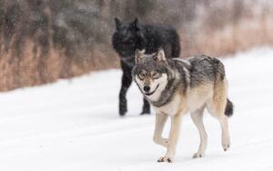 Art Photography Wild Wolves, canis lupus, in the Canadian Rockies, Colleen Gara, (40 x 26.7 cm)