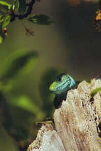 Photography European green lizard (Lacerta viridis), Marko Petkovic Visual, (26.7 x 40 cm)