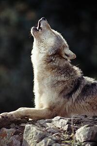 Art Photography Grey Wolf (Canis lupus) howling on rock, John Giustina, (26.7 x 40 cm)