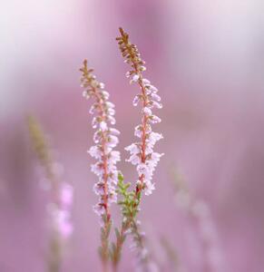 Art Photography Close-up of pink flowering plant, bunthem / 500px, (40 x 40 cm)