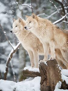 Photography Arctic Wolves Pack in Wildlife, Winter Forest, 4FR, (30 x 40 cm)