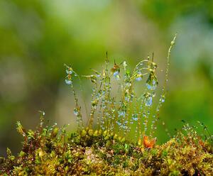 Art Photography Water drops on moss with Sun beams, K-Paul, (40 x 35 cm)