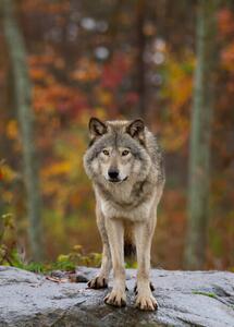 Photography Timber wolf standing on a, Jim Cumming, (30 x 40 cm)