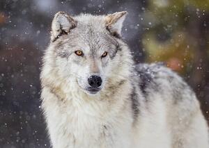 Art Photography Wolf in Winter Snow, KenCanning, (40 x 30 cm)