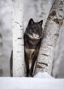 Art Photography Wolf in the USA, Kathleen Reeder Wildlife Photography, (30 x 40 cm)