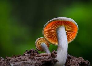 Art Photography Close-up of mushroom growing on field,Silkeborg,Denmark, Karim Qubadi / 500px, (40 x 30 cm)