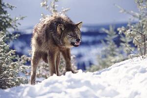 Art Photography Snarling Wolf, Terry W. Eggers, (40 x 26.7 cm)