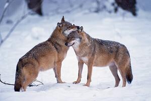 Art Photography Wolves snuggling in winter, Martin Ruegner, (40 x 26.7 cm)