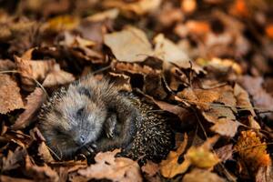 Art Photography European hedgehog is sleeping in, DieterMeyrl, (40 x 26.7 cm)