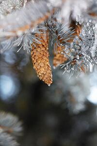 Photography Frozen pinecones in winter, sangfoto, (26.7 x 40 cm)