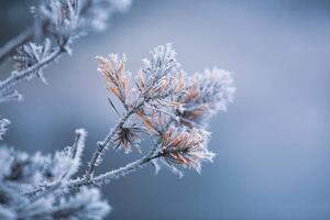 Art Photography Autumn - frosty pine needles, Baac3nes, (40 x 26.7 cm)