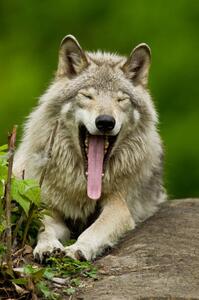 Art Photography Portrait of gray wolf yawning, Parc, Maxime Riendeau, (26.7 x 40 cm)