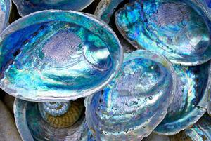 Art Photography Close-up of some Paula shells also called Abalone, LazingBee, (40 x 26.7 cm)