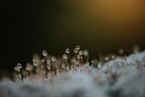 Photography Close up of dew on frosty, Catherine Falls Commercial, (40 x 26.7 cm)