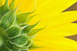 Art Photography Sunflower, magnez2, (40 x 26.7 cm)