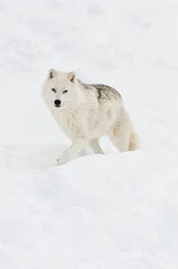 Art Photography Arctic wolf walking on snow in winter, Maxime Riendeau, (26.7 x 40 cm)