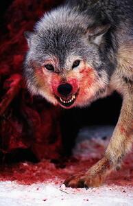 Photography Grey wolf (Canis lupus) snarling over fresh kill, John Giustina, (26.7 x 40 cm)