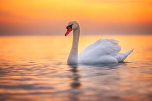 Photography White swan in the sea water,sunrise shot, valio84sl, (40 x 26.7 cm)