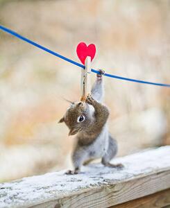 Art Photography Squirrel twisting to lick peanut, Nancy Rose, (35 x 40 cm)