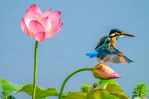 Art Photography The kingfisher,China, 13708458888 / 500px, (40 x 26.7 cm)