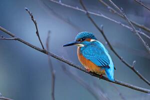 Art Photography Close-up of kingfisher perching on branch,Oldenburg,Germany, Photo Art / 500px, (40 x 26.7 cm)