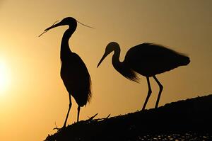 Photography two heron gathering in the sunset, sam_eder, (40 x 26.7 cm)