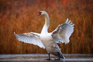 Photography Swan on ice, Antagain, (40 x 26.7 cm)