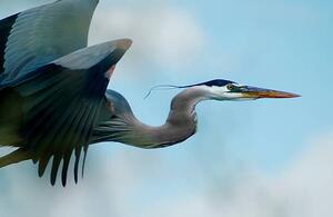 Photography Blue Heron Flight, niknikon, (40 x 26.7 cm)