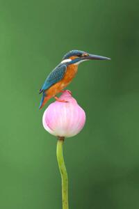 Photography Common Kingfisher perched on a lotus flower, BirdHunter591, (26.7 x 40 cm)