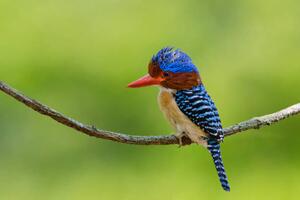Photography Banded Kingfisher perching on a branch,, BirdHunter591, (40 x 26.7 cm)