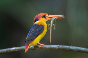 Photography Close-up of kingfisher perching on branch,Tambon, BP Chua / 500px, (40 x 26.7 cm)