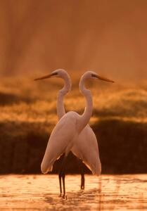 Photography Great egret, tahir abbas, (26.7 x 40 cm)