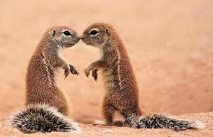 Art Photography Kissing ground Squirrels, AdelevSchalkwyk, (40 x 26.7 cm)