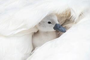 Art Photography Close-up image of a cute, white,, Jacky Parker Photography, (40 x 26.7 cm)