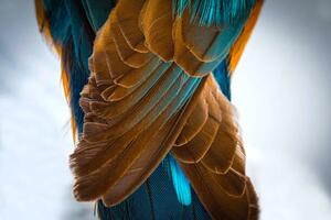 Art Photography Kingfisher Wing Detail Background Structure Feather, wWeiss Lichtspiele, (40 x 26.7 cm)