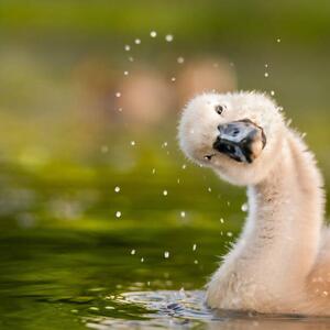 Photography Peekaboo,Close-up of duck swimming in lake, michael m sweeney / 500px, (40 x 40 cm)
