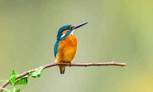 Photography kingfisher, Yaorusheng, (40 x 24.6 cm)